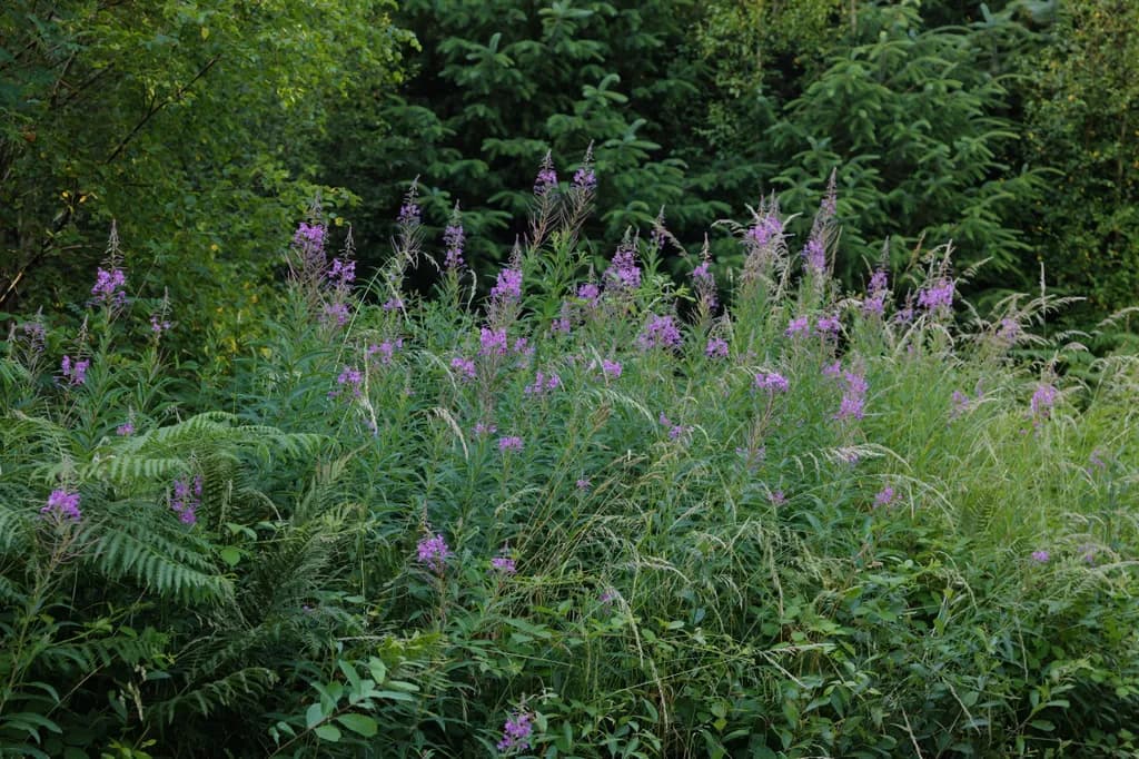 Wildflower Harmony