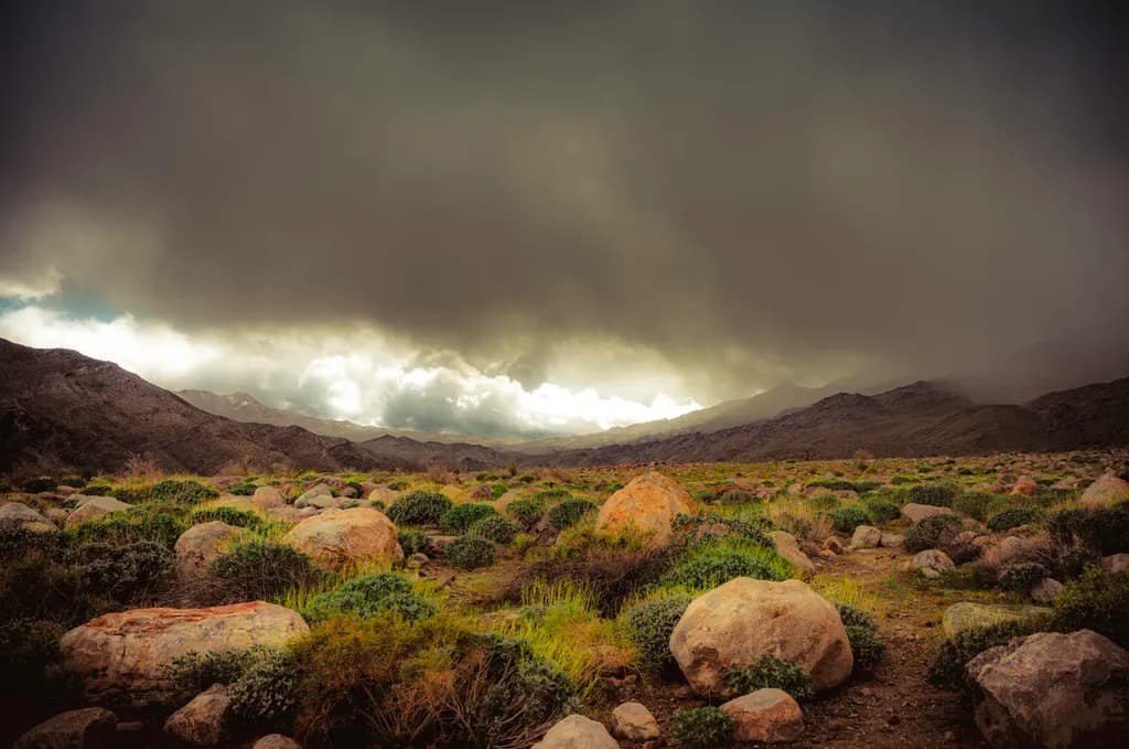 Palm Springs Calm