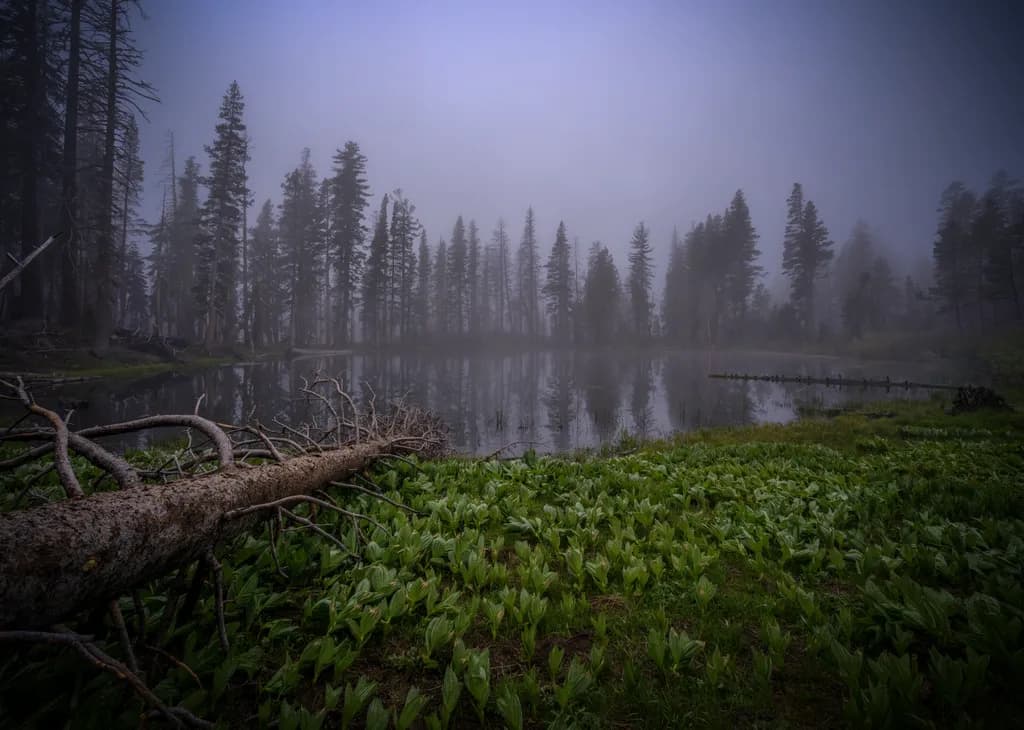 Misty Forest Reflection