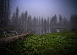 Misty Forest Reflection