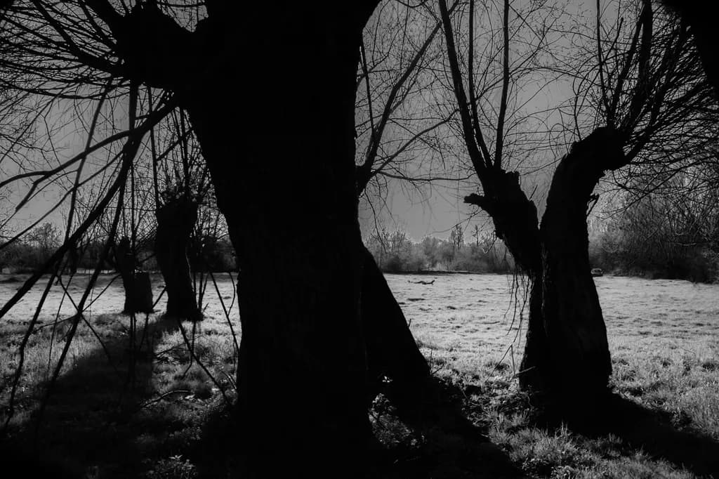 Whispers of Shadows: A Monochrome Dance Among Ancient Trees