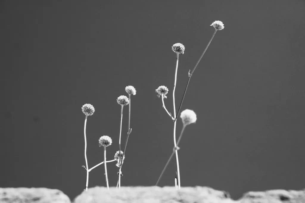Whispers of Resilience: Delicate Blooms Against a Stark Canvas