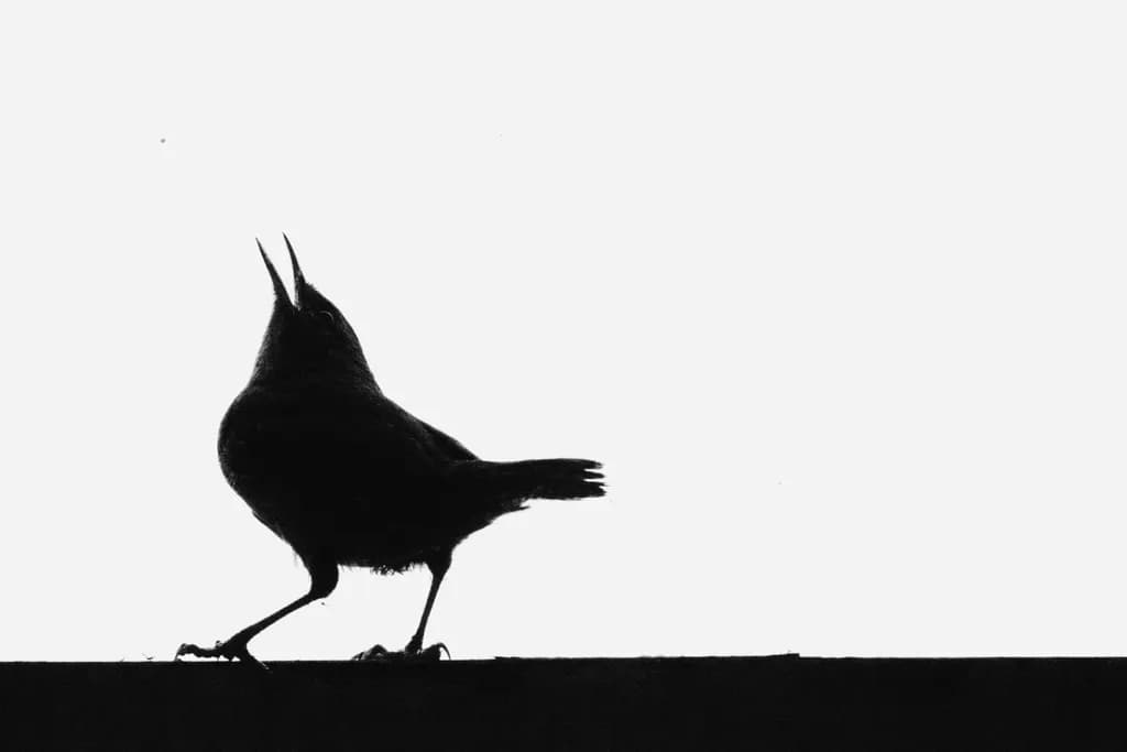 Whispers of the Night: A Black and White Silhouette of a Singing Bird Perched in Solitude