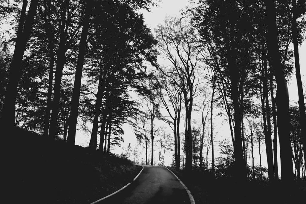 Whispers of the Forest: A Serene Path Through Shadows