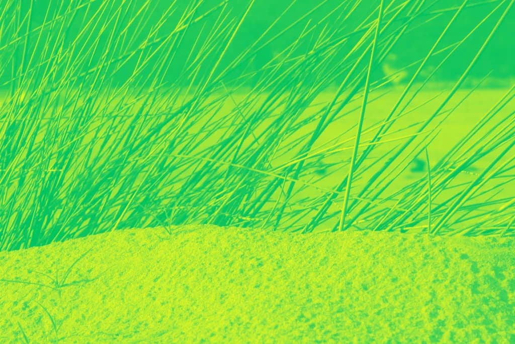 Whispers of the Dunes: A Vibrant Dance of Grass and Sand