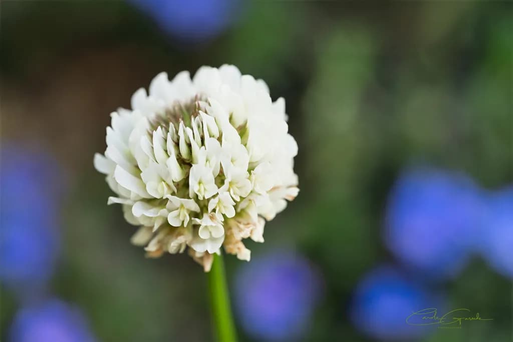 Whispers of Nature: A Delicate Clover Blossom Amidst a Sea of Blue