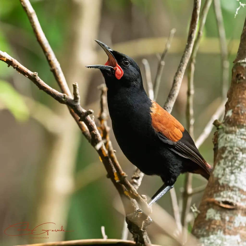 Tieke