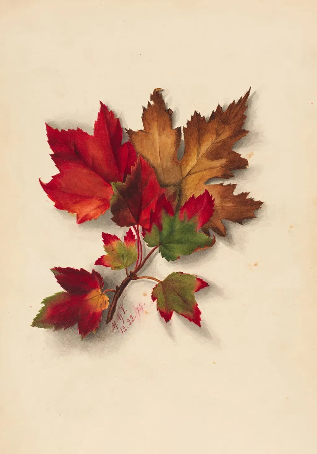 Autumn's Embrace: A Vibrant Study of Maple Leaves in Rich Hues