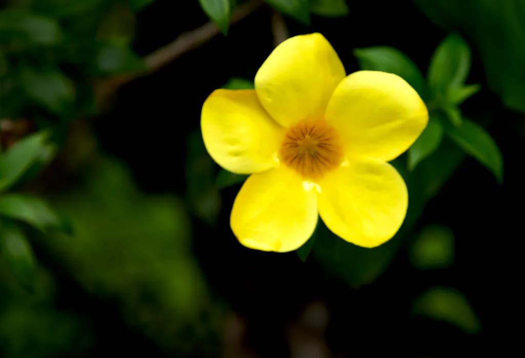 Golden Blossom
