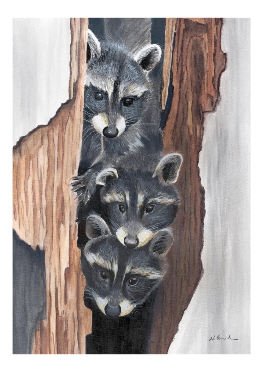 Whiskered Wonders: A Playful Trio of Raccoons Peeking from Their Cozy Hideaway