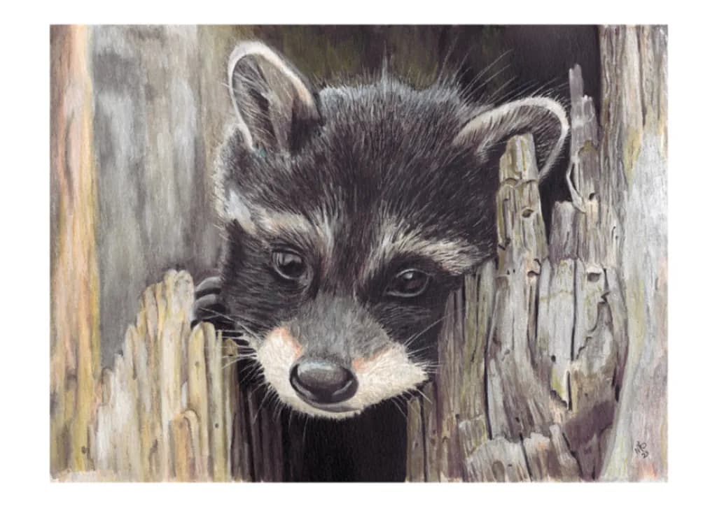 Peeking Raccoon