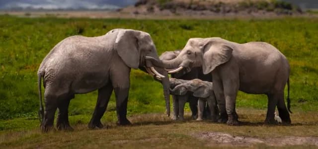 Whispers of the Wild: A Family of Elephants in Harmony