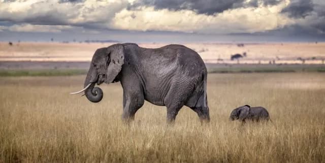 Gentle Giants: A Mother Elephant and Calf in Serene Grasslands Under Dramatic Skies