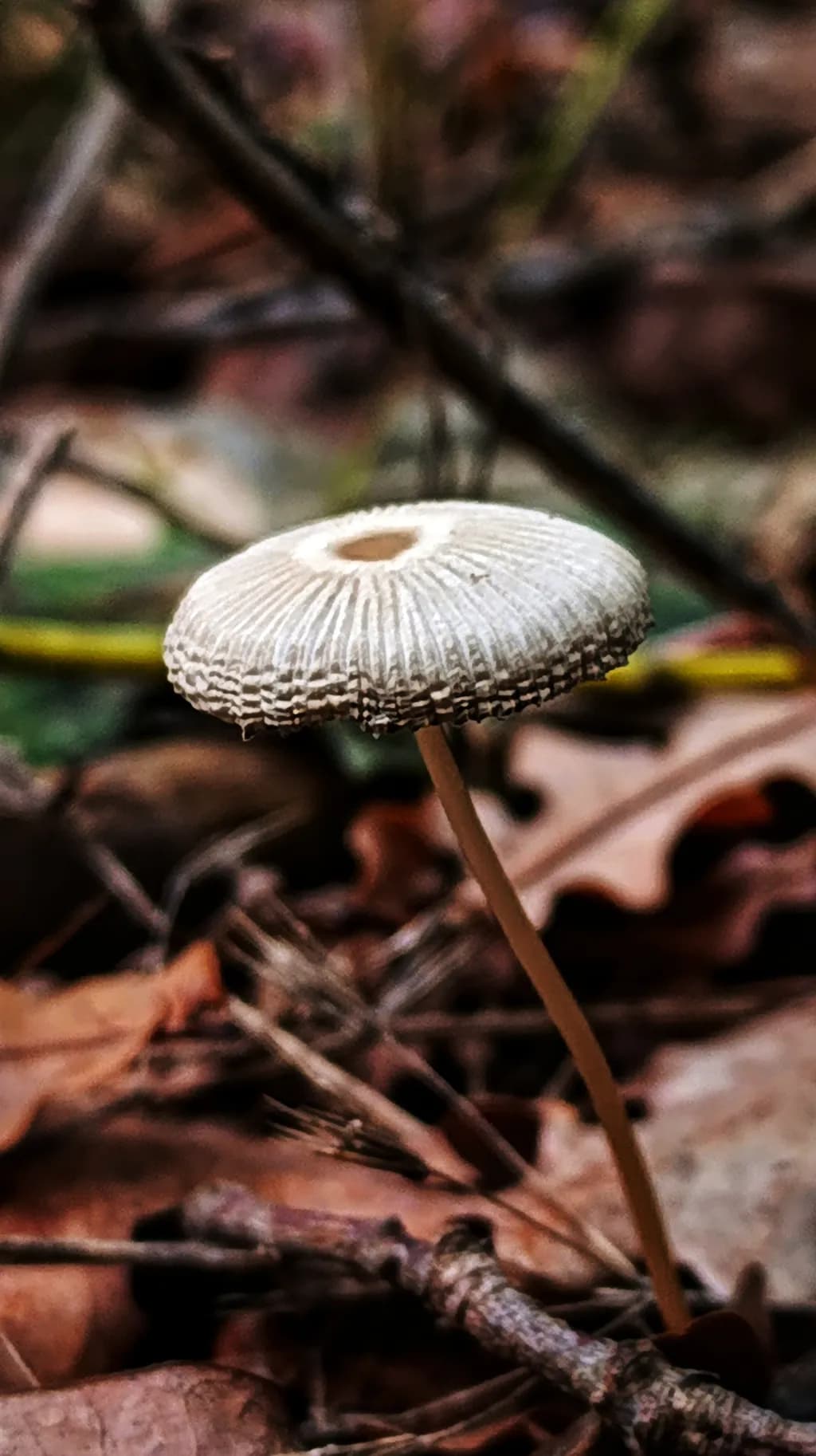Whispers of Autumn: A Delicate Mushroom in the Forest Floor's Embrace