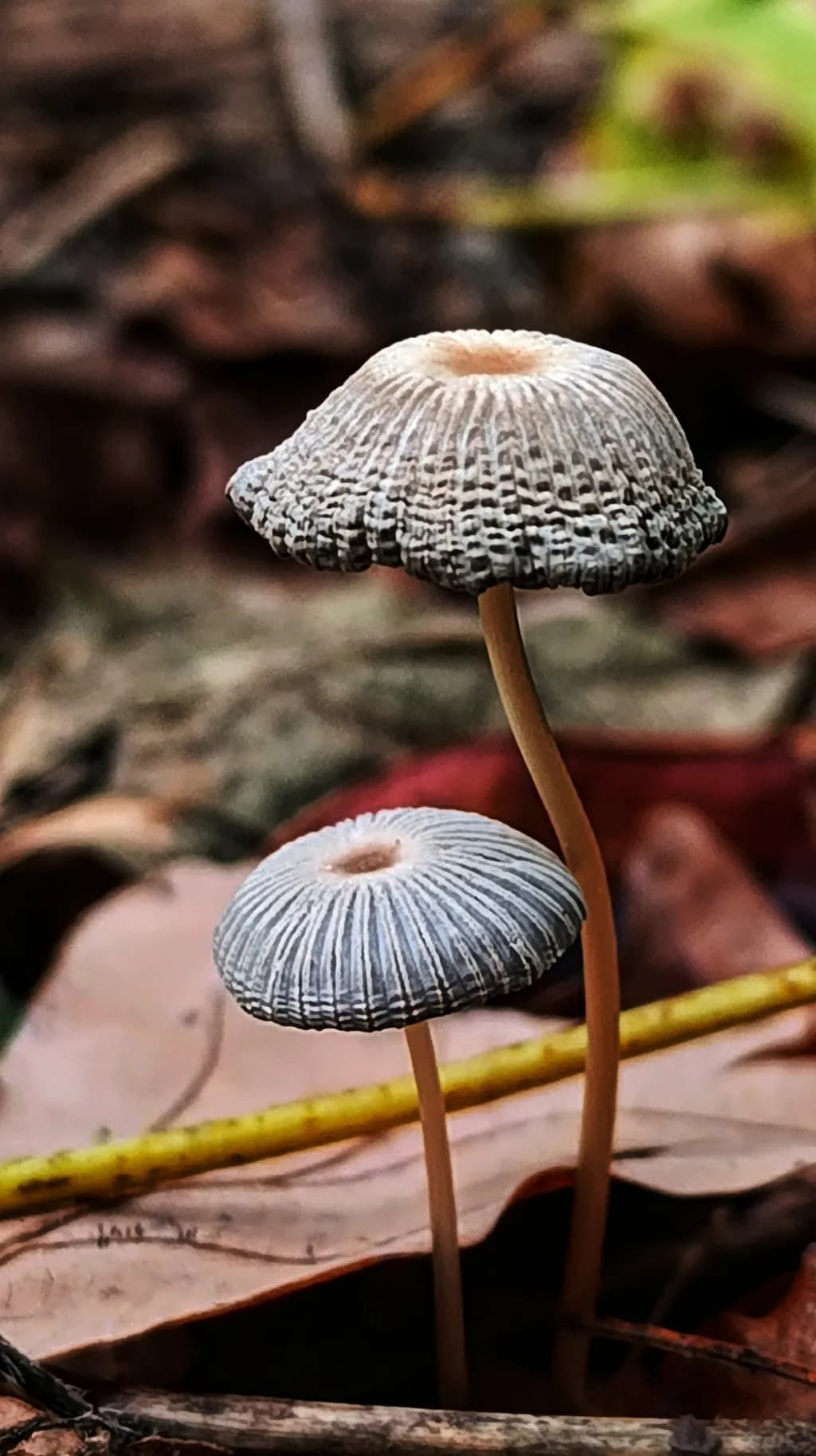 Whispers of the Forest: Delicate Mushrooms Amidst Autumn Leaves
