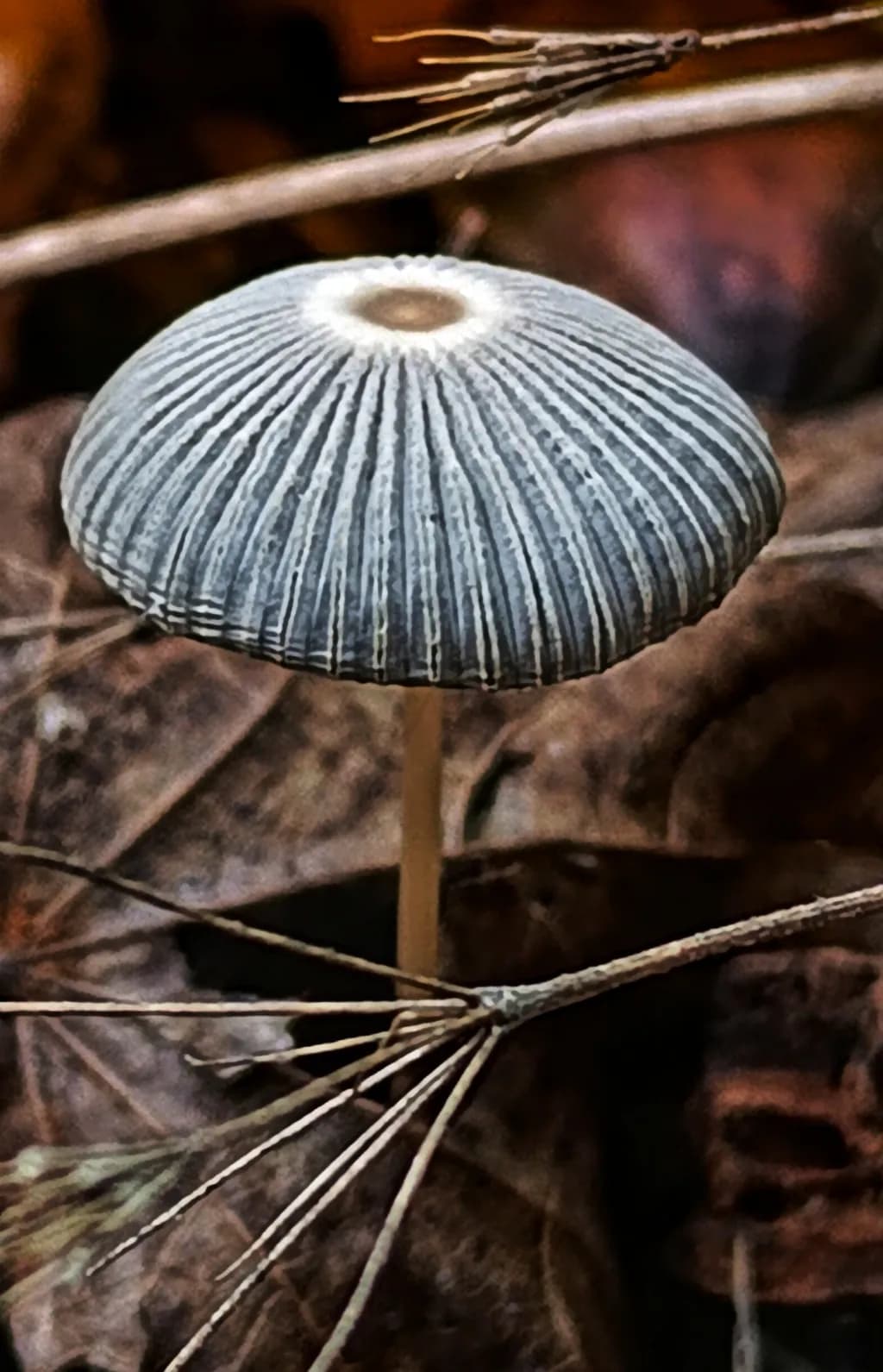 Whispers of the Forest: A Striking Mushroom Amidst Nature's Canvas
