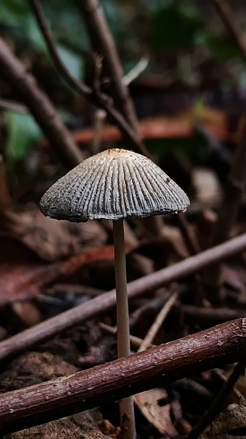 Whispers of the Forest: A Delicate Mushroom Amongst Nature's Embrace