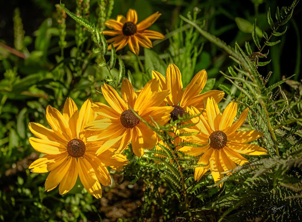 Garden’s Gentle Blessing of Gold