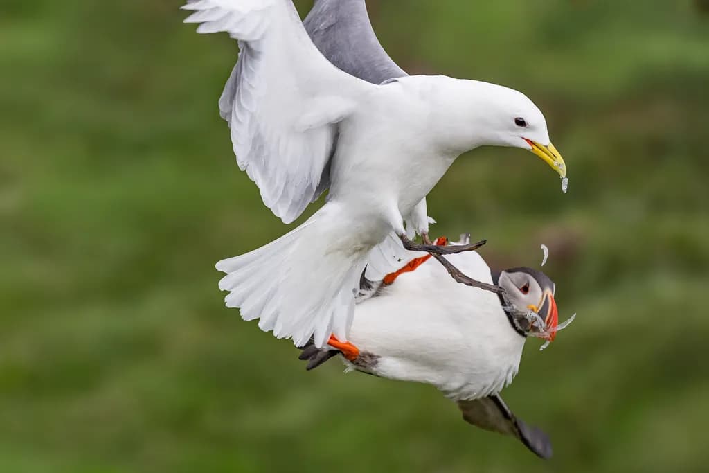 Whispers of the Wild: A Dance of Seabirds in Nature's Embrace