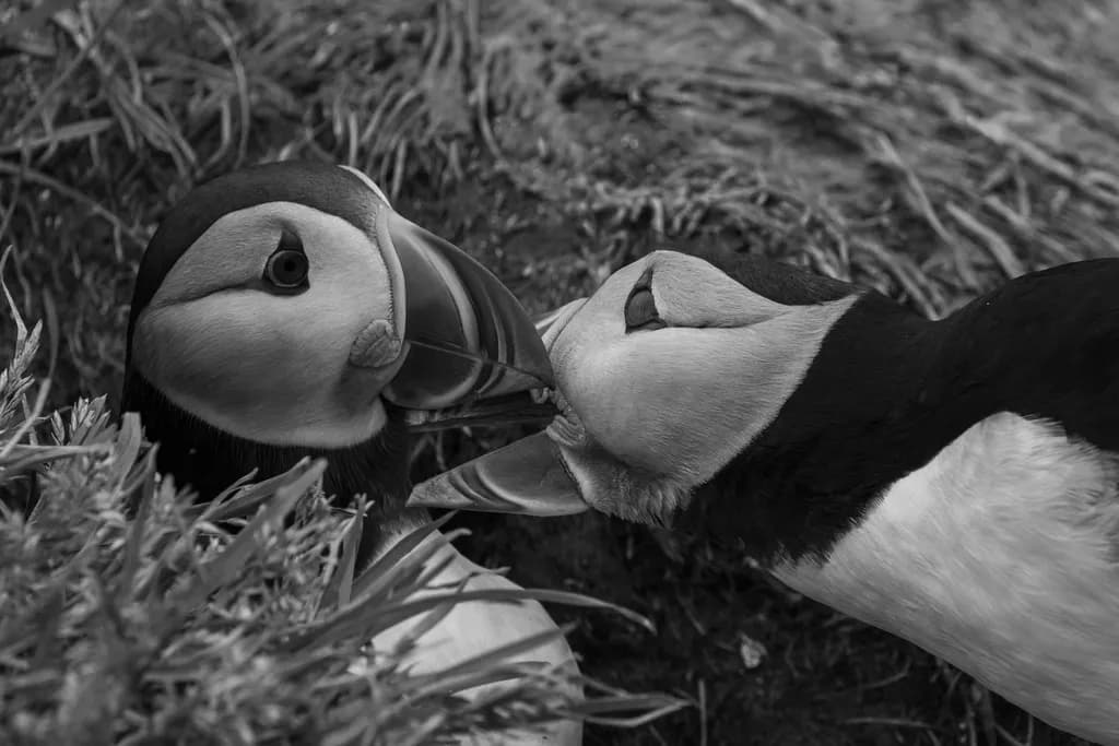 Whispers of Love: A Tender Moment Between Puffins in Monochrome