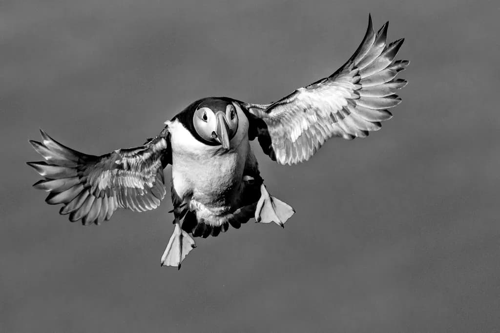 Soaring Grace: The Elegance of Flight in Black and White