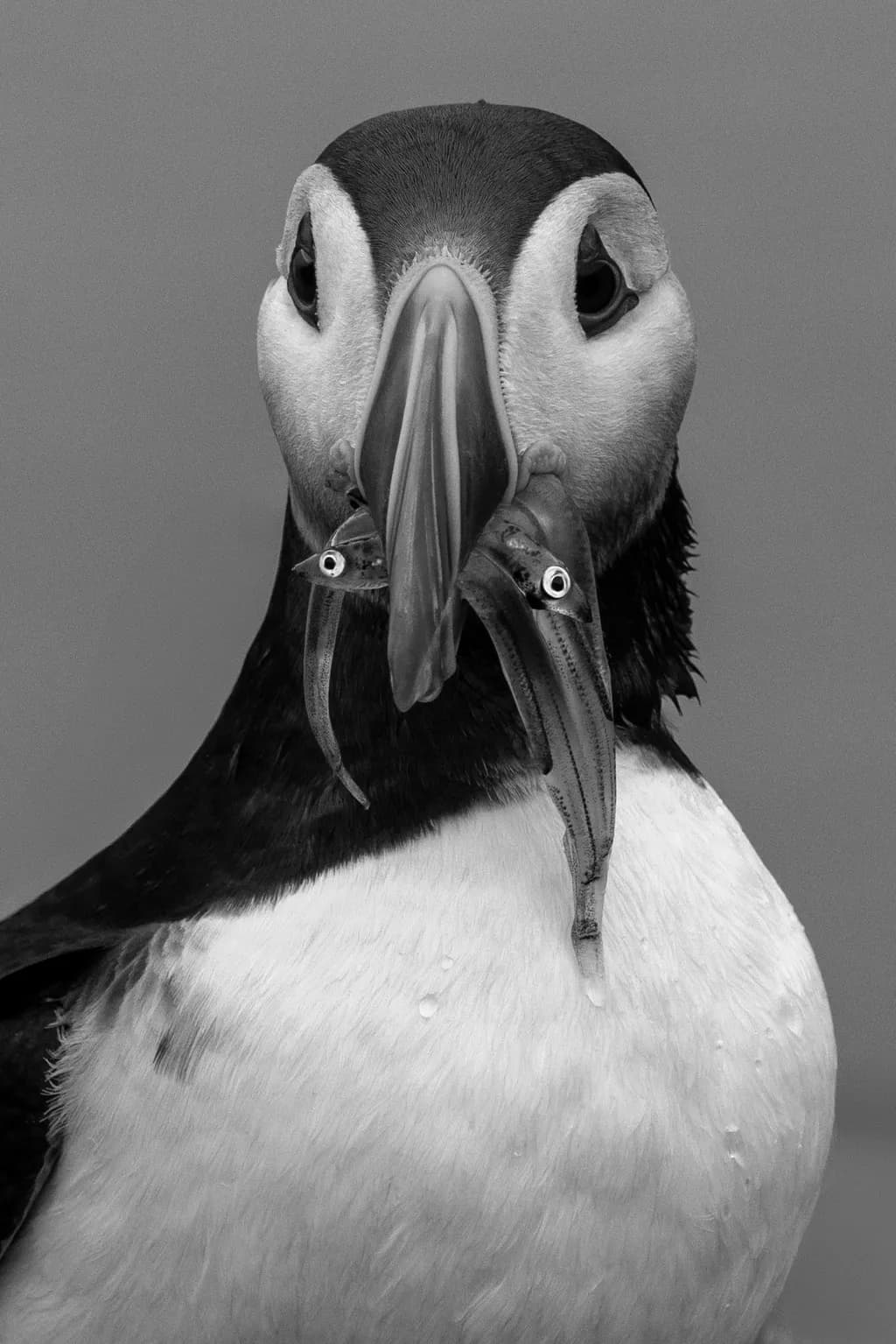 Whispers of the Sea: A Puffin's Journey Through Nature's Bounty