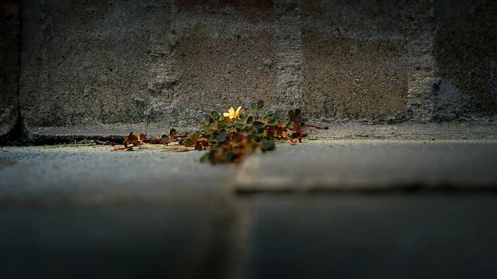 Clover on Stone Floor