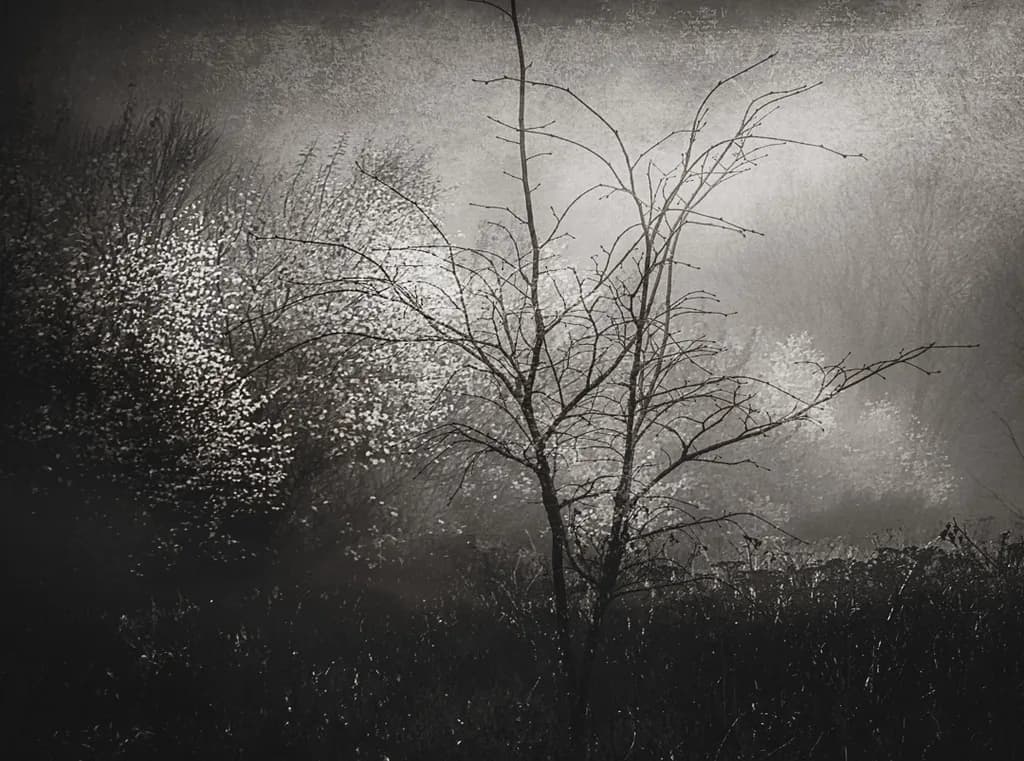 Misty Silhouette