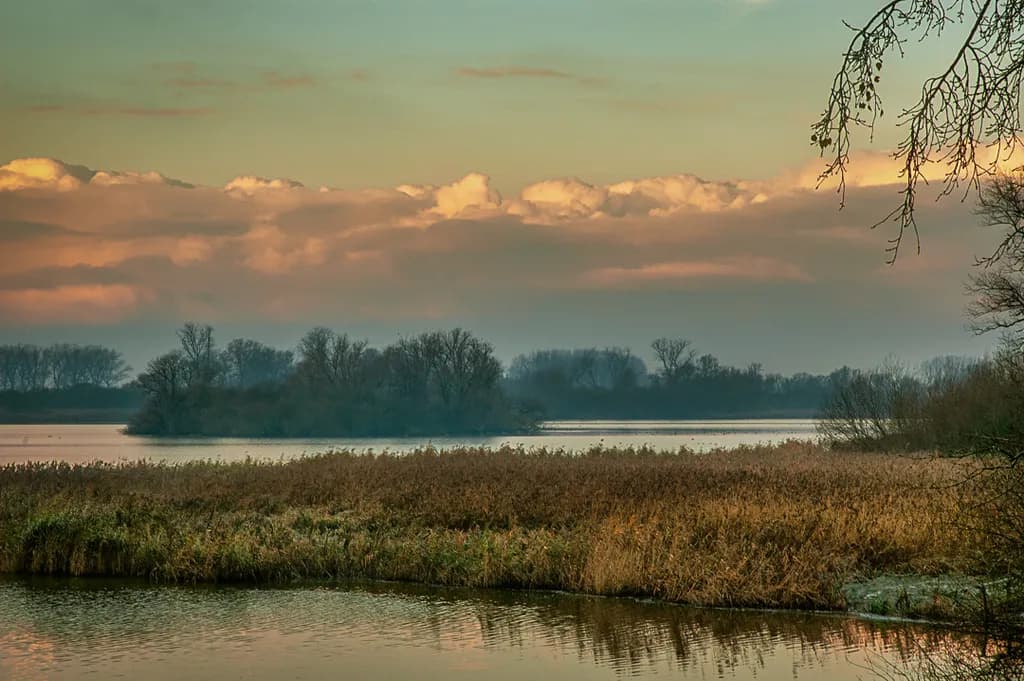Misty Marshland Evening