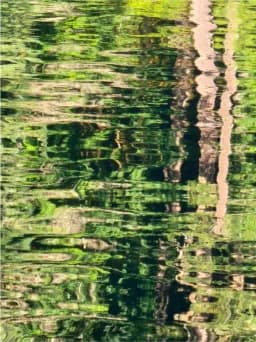 Reflections Along the Forest Path