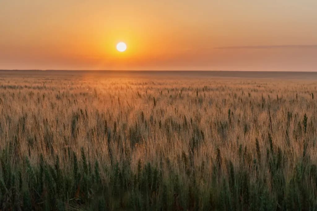 Golden Horizon: A Serene Sunset Over the Harvest Field