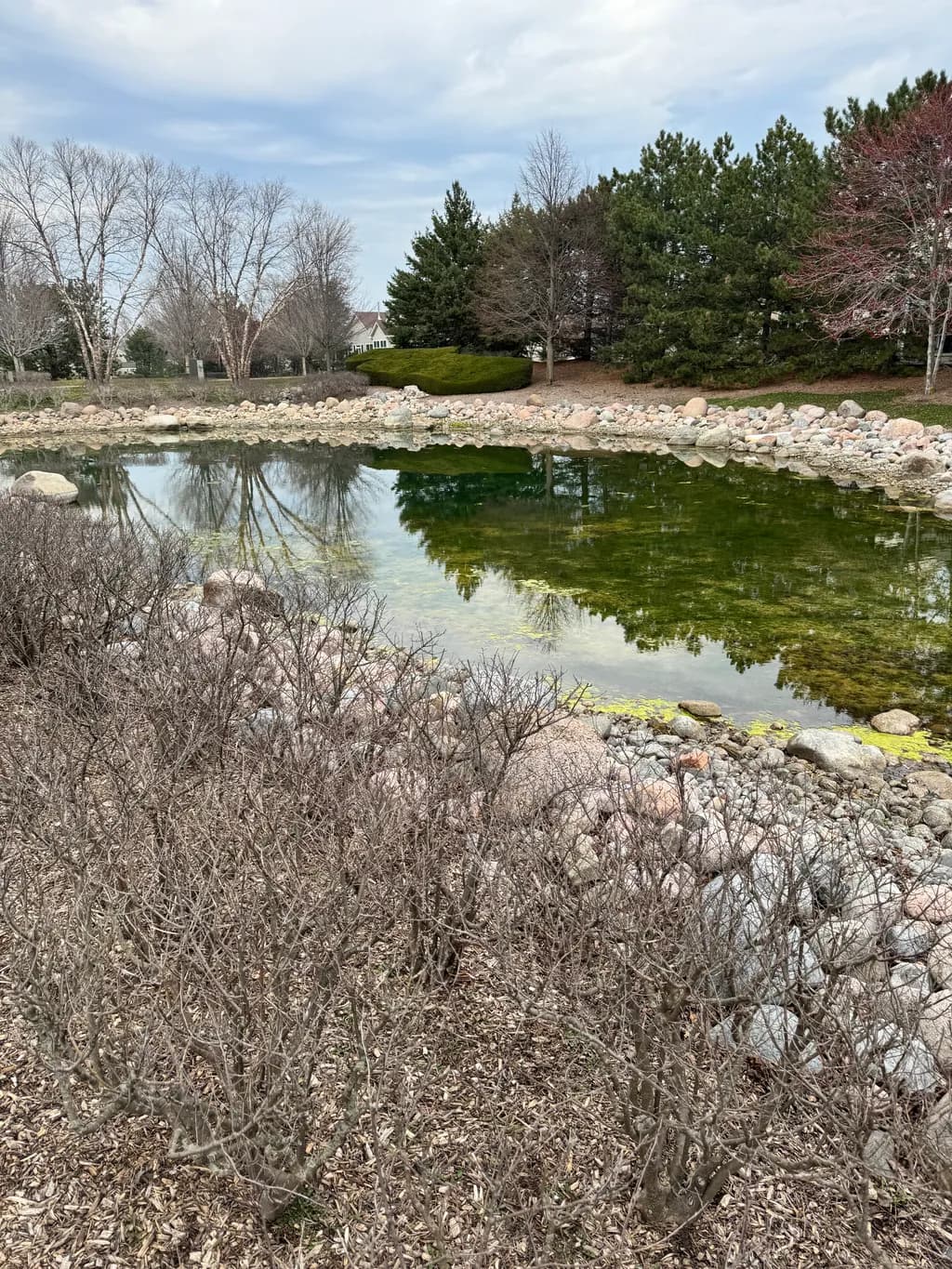 Pond Reflection