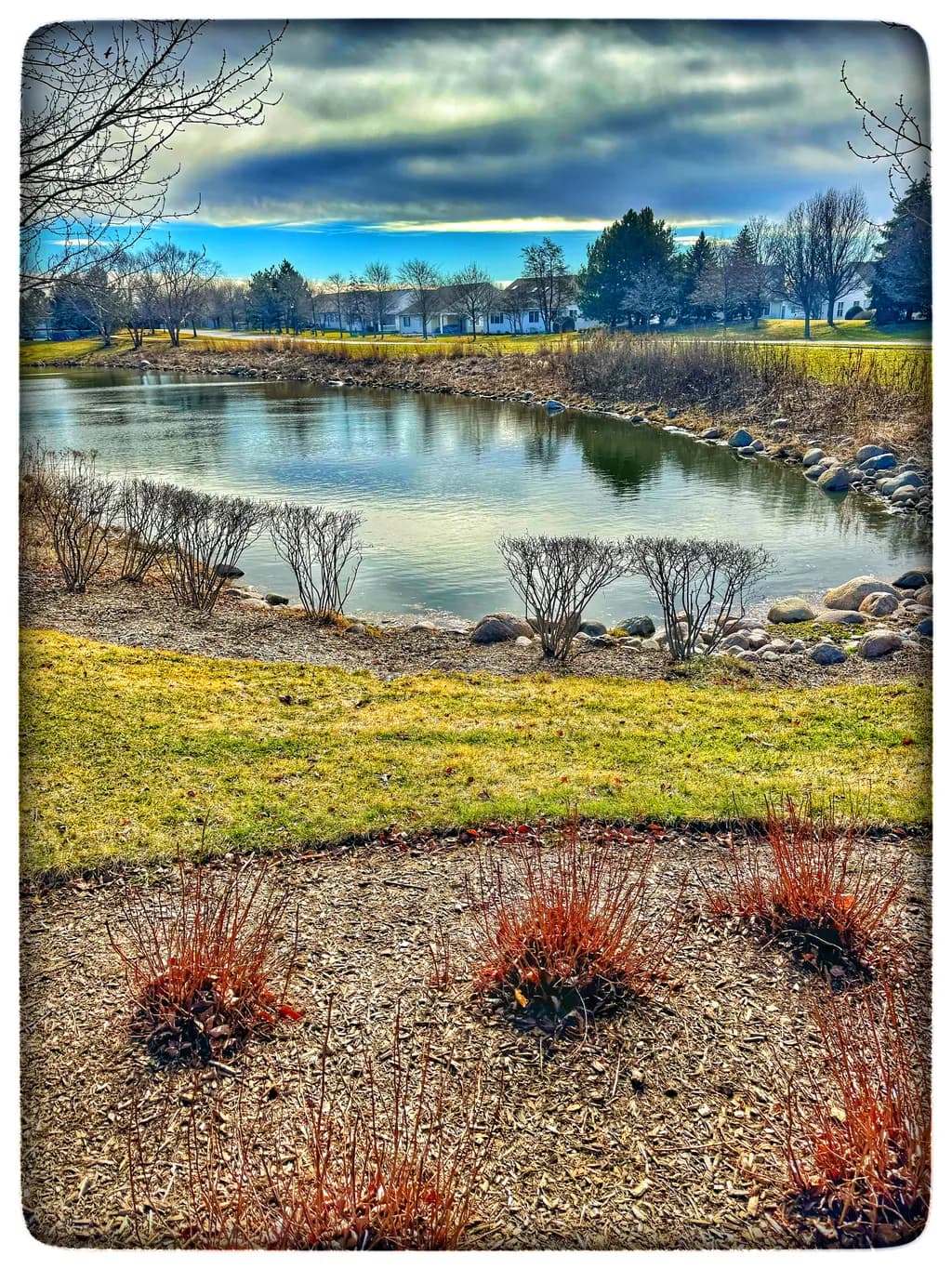 Pond and Shrubs