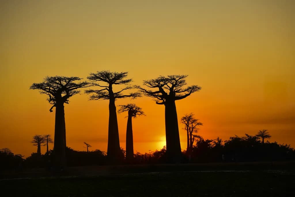 Serenity at Dusk: Silhouetted Baobabs Against a Golden Sunset