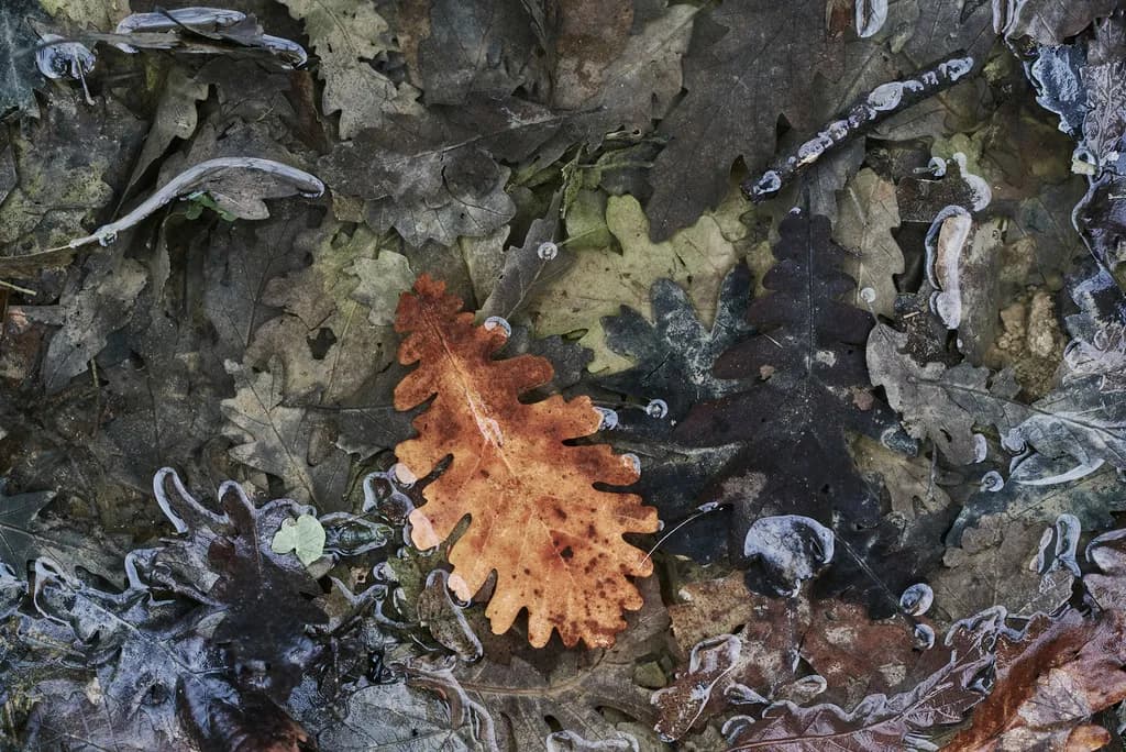 Whispers of Autumn: A Dance of Leaves Beneath the Ice