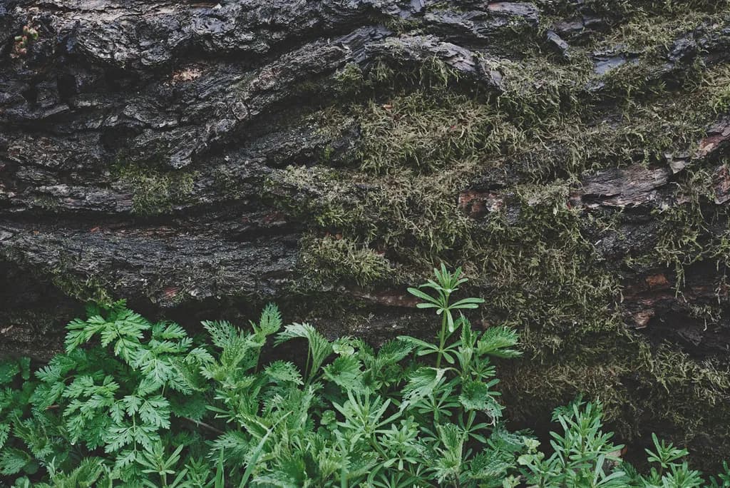 Whispers of Nature: A Serene Encounter with Moss and Ferns on Weathered Bark