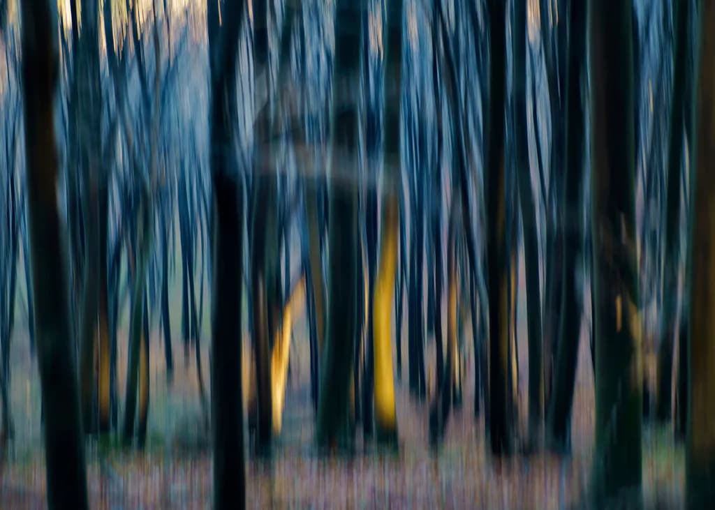 Whispers of the Enchanted Forest: A Dreamlike Journey Through Nature's Veil