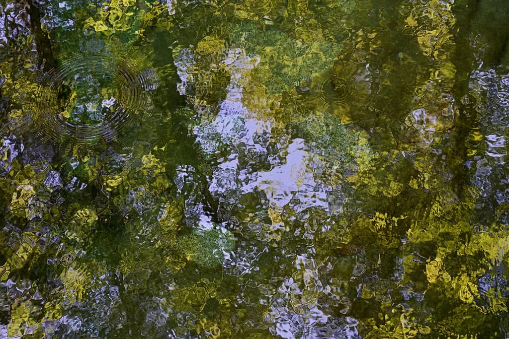 Whispers of Nature: Reflections on Water's Surface