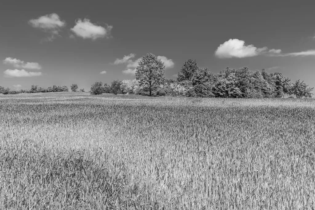 Whispers of the Wind: A Serene Black and White Landscape of Fields and Clouds