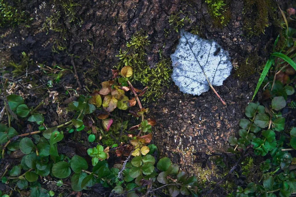 Whispers of Nature: A Silver Leaf Amidst the Earthly Embrace