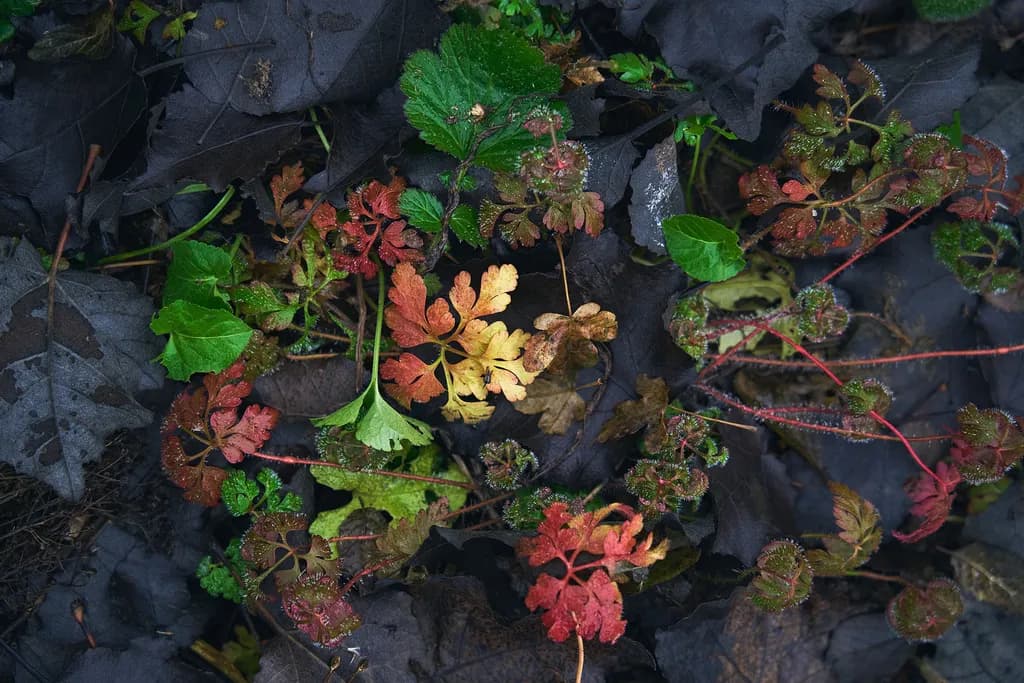 Whispers of Autumn: A Tapestry of Fallen Leaves and Vibrant Greens