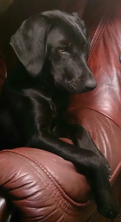 The Relaxed Observer