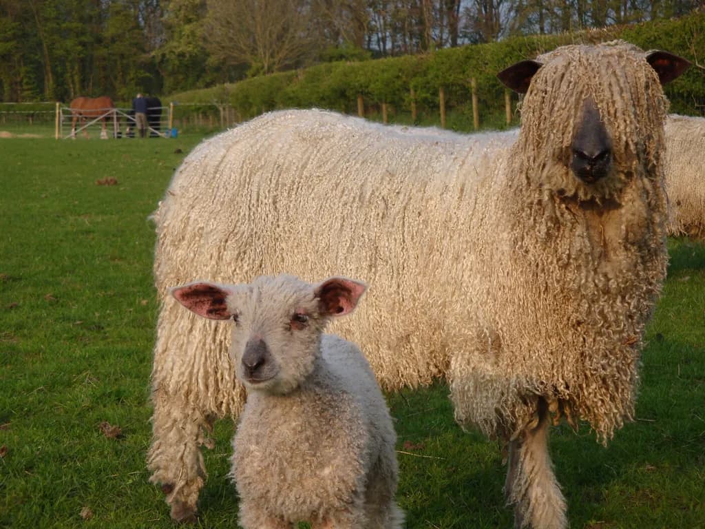 Whispers of the Meadow: A Serene Encounter with Sheep and Lamb in Nature's Embrace