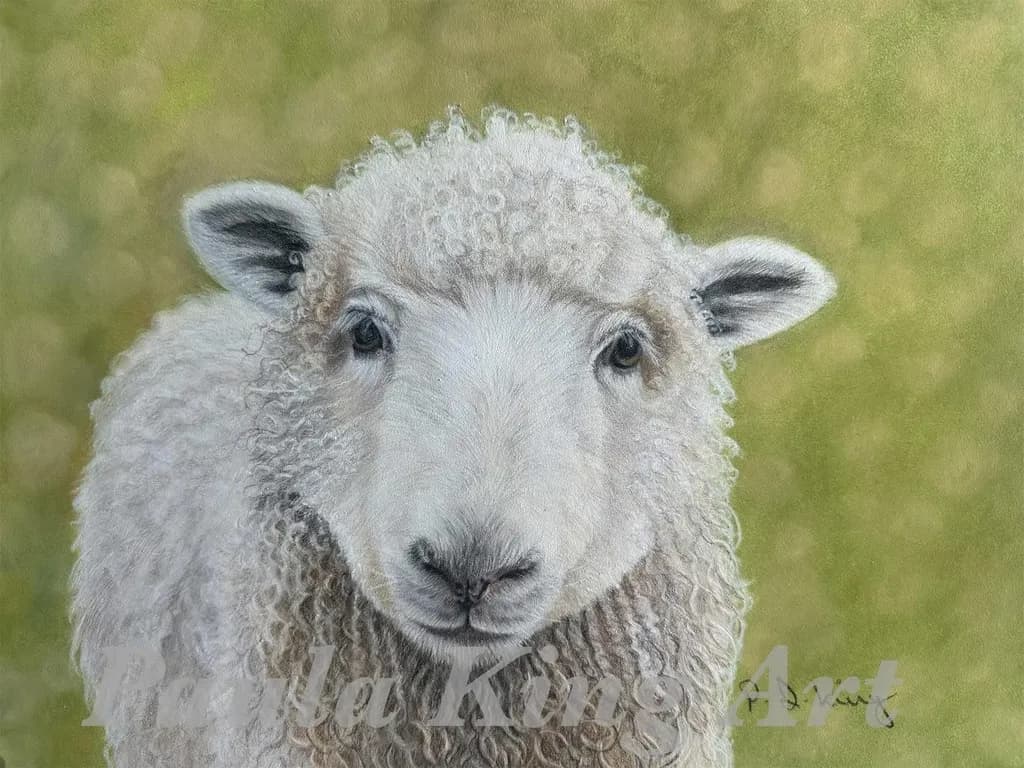 Fluffy Innocence: A Portrait of Nature's Adorable Sheep