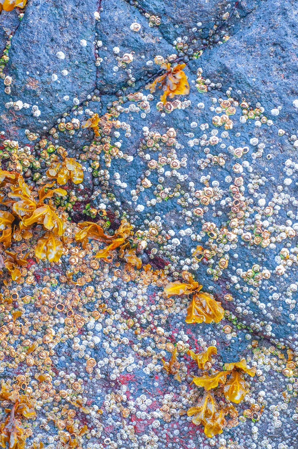 Barnicles