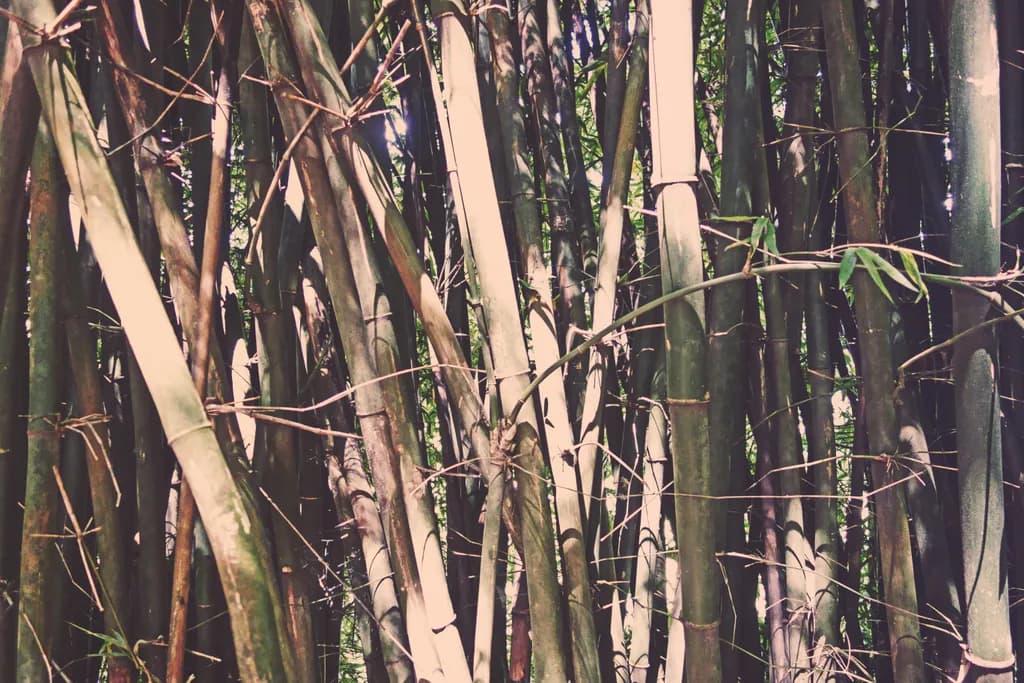 Whispers of the Bamboo Grove: A Serene Dance of Nature's Textures