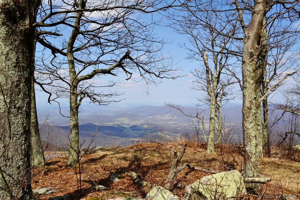 Whispers of the Mountains: A Serene View Through the Trees