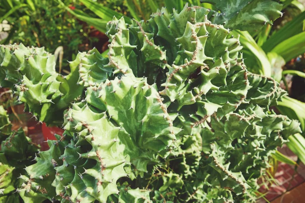Lush Spikes: A Textured Exploration of Green Foliage and Cactus Beauty