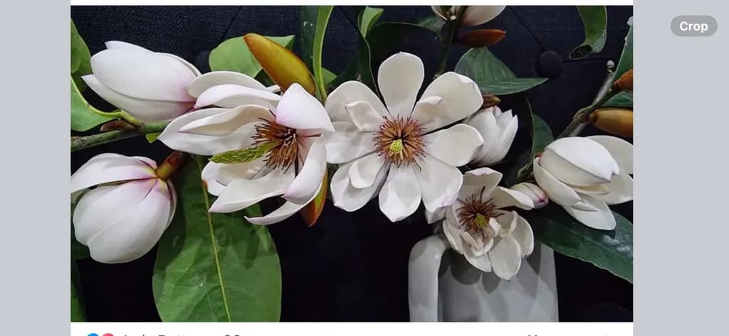 Whispers of Spring: A Serene Magnolia Blossom Arrangement in Elegant Harmony