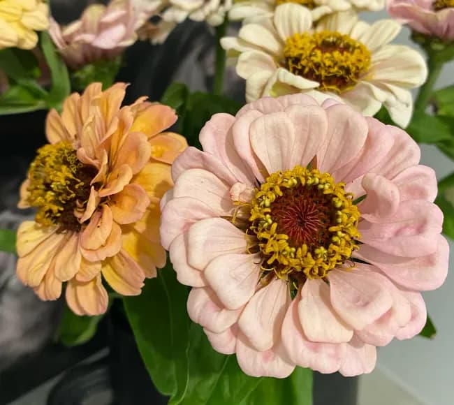 Whispers of Spring: A Colorful Botanical Symphony of Blossoms and Petals
